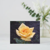 Carte postale Rose d'été jaune (Debout devant)