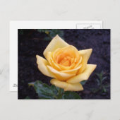 Carte postale Rose d'été jaune (Devant / Derrière)