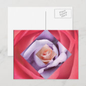 Carte postale rose Diamond (Devant / Derrière)