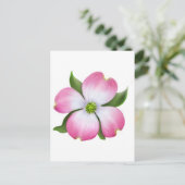 Carte postale rose Dogwood (Debout devant)
