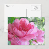 Carte Postale Rose douce (Devant / Derrière)