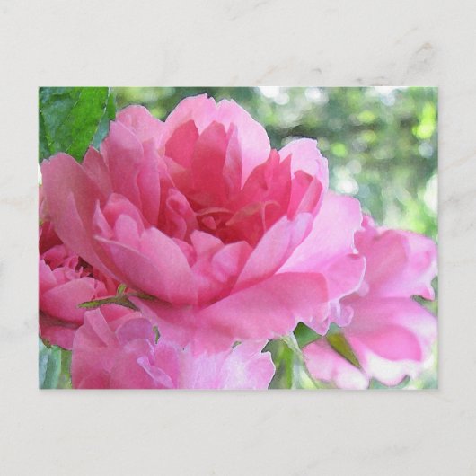 Carte Postale Rose douce (Devant)