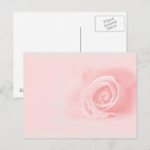 Carte Postale Rose douce (Devant / Derrière)