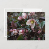 Carte Postale Rose du carême (Devant / Derrière)