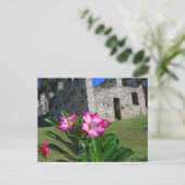 Carte Postale Rose du désert à Sugar Mill, St. John, É.-U. (Debout devant)