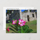 Carte Postale Rose du désert à Sugar Mill, St. John, É.-U. (Devant / Derrière)
