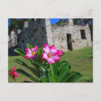 Rose du désert à Sugar Mill, St. John, É.-U.