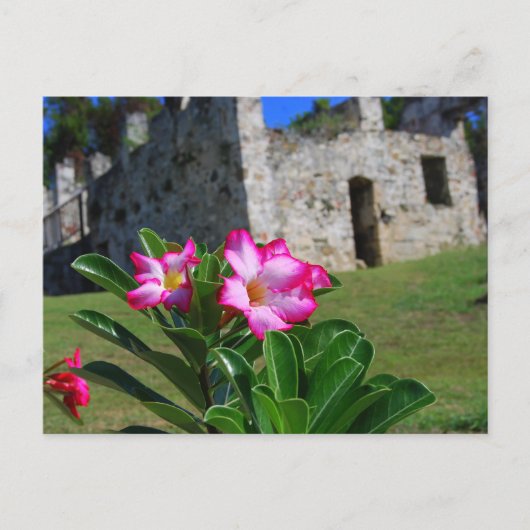 Carte Postale Rose du désert à Sugar Mill, St. John, É.-U. (Devant)