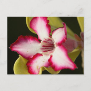 Carte Postale Rose du désert (Adenium Obesum), Afrique du Sud