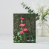 Carte Postale Rose du Siam (Debout devant)