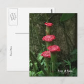 Carte Postale Rose du Siam (Devant / Derrière)