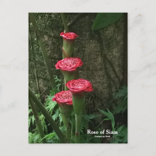Carte Postale Rose du Siam