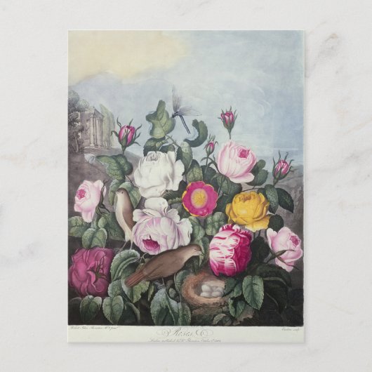 Carte Postale Rose, du temple de Flora (Devant)