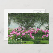 Carte Postale Rose élégant (Devant / Derrière)