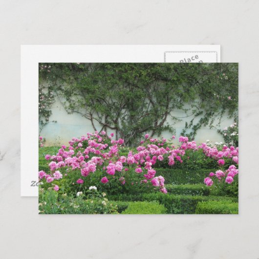 Carte Postale Rose élégant (Devant / Derrière)