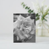 Carte Postale Rose En Fleur En Blanc Noir (Debout devant)