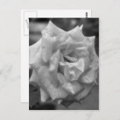 Carte Postale Rose En Fleur En Blanc Noir (Devant / Derrière)