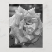 Carte Postale Rose En Fleur En Blanc Noir (Devant)