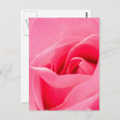 Carte postale Rose en floraison (Devant / Derrière)