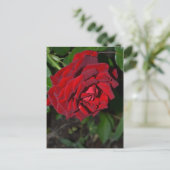Carte Postale Rose en rouge profond (Debout devant)