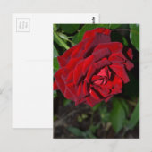 Carte Postale Rose en rouge profond (Devant / Derrière)