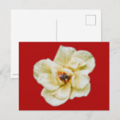 Carte Postale Rose et abeille (Devant / Derrière)