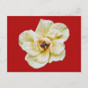 Carte Postale Rose et abeille