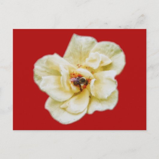 Carte Postale Rose et abeille (Devant)