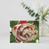 Carte postale rose et blanc Tulip (Debout devant)