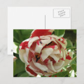 Carte postale rose et blanc Tulip (Devant / Derrière)