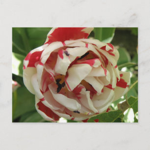Carte postale rose et blanc Tulip