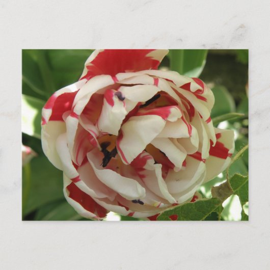 Carte postale rose et blanc Tulip (Devant)