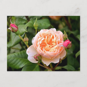 Carte Postale Rose et bourgeons orange pâle