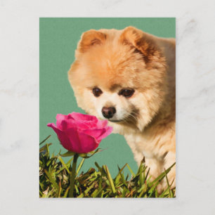 Carte postale Rose et chien de Poméranie