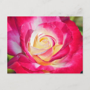 Carte postale rose et jaune