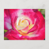 Carte postale rose et jaune (Devant)