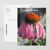 Carte Postale Rose et orange Daisey (Devant / Derrière)