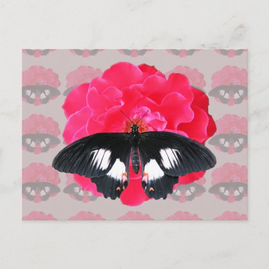 Carte Postale Rose et Swallowtail (Devant)