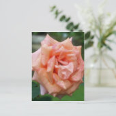 Carte Postale Rose Fleur de Pêche Tachetée en Fleur (Debout devant)