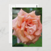 Carte Postale Rose Fleur de Pêche Tachetée en Fleur (Devant / Derrière)