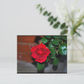 Carte Postale Rose Fleur Rouge (Debout devant)