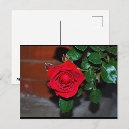 Carte Postale Rose Fleur Rouge (Devant / Derrière)
