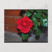 Carte Postale Rose Fleur Rouge (Devant)