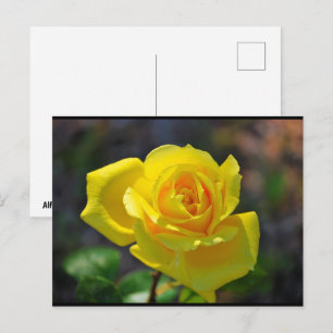 Carte Postale Rose Florale Jaune