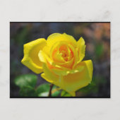 Carte Postale Rose Florale Jaune (Devant)