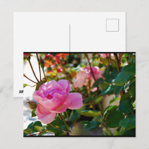 Carte Postale Rose Florale Rose