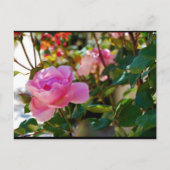 Carte Postale Rose Florale Rose (Devant)