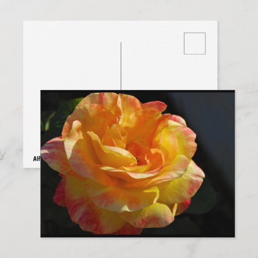 Carte Postale Rose florale rose et jaune (Devant / Derrière)