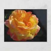 Carte Postale Rose florale rose et jaune (Devant)