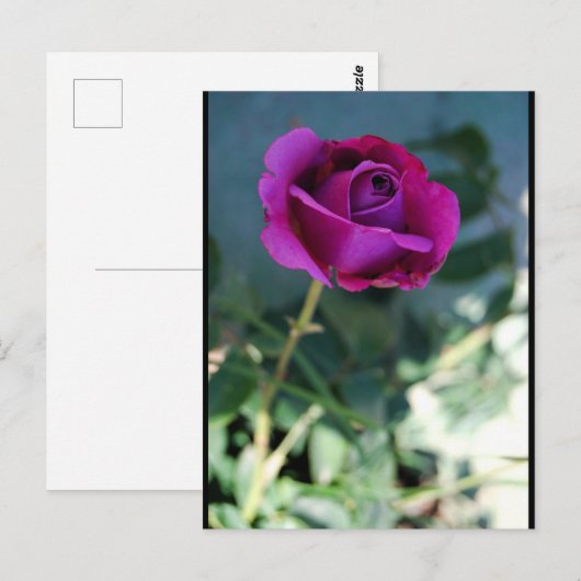 Carte Postale Rose Florale Violette (Devant / Derrière)